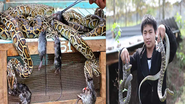 Snake Farming: ఆ గ్రామంలో పాముల పెంపకమే ప్రధాన ఆదాయ వనరు.. ప్రతి వ్యక్తి 30 వేల పాముల పెంపకం.. కోట్లలో సంపాదన..