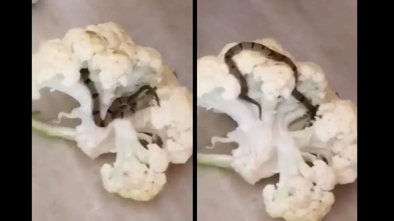 Snake In Cauliflower: బాబోయ్‌.. కాలీ ఫ్లవర్‌లో కట్ల పాము.. ఒళ్లు జలదరించే షాకింగ్ వీడియో వైరల్‌..