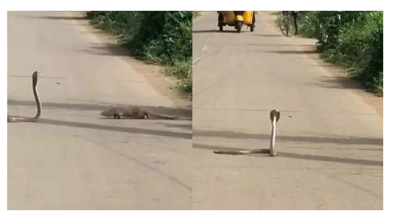 Snake Fight with Mongoose: నడిరోడ్డుపై ఎదురుపడిన బద్ధశత్రువులు.. ఆమడదూరంలో ఆగిపోయిన జనం?!!