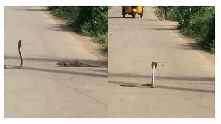 Snake Fight with Mongoose: నడిరోడ్డుపై ఎదురుపడిన బద్ధశత్రువులు.. ఆమడదూరంలో ఆగిపోయిన జనం?!! Snake Fight with Mongoose: నడిరోడ్డుపై ఎదురుపడిన బద్ధశత్రువులు.. ఆమడదూరంలో ఆగిపోయిన జనం?!!