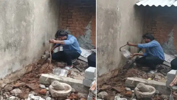 Video Viral: మట్టిలోకి వెళ్లిన పామును పట్టుకున్న వ్యక్తి.. ఈ వీడియో చూస్తే నిజంగా గూస్ బంప్సే!!