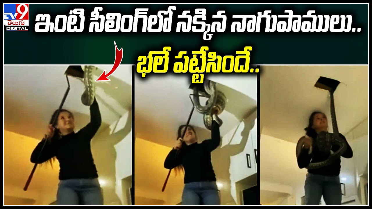 Snake Viral Video: ఇంటి సీలింగ్‌లో నక్కిన నాగుపాములు.. భలే పట్టేసిందే ఈ అమ్మాయి.