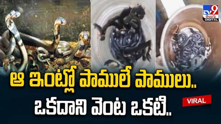 ఆ ఇంట్లో పాములే పాములు.. ఒకదాని వెంట ఒకటి.. ఆ ఇంట్లో పాములే పాములు.. ఒకదాని వెంట ఒకటి..