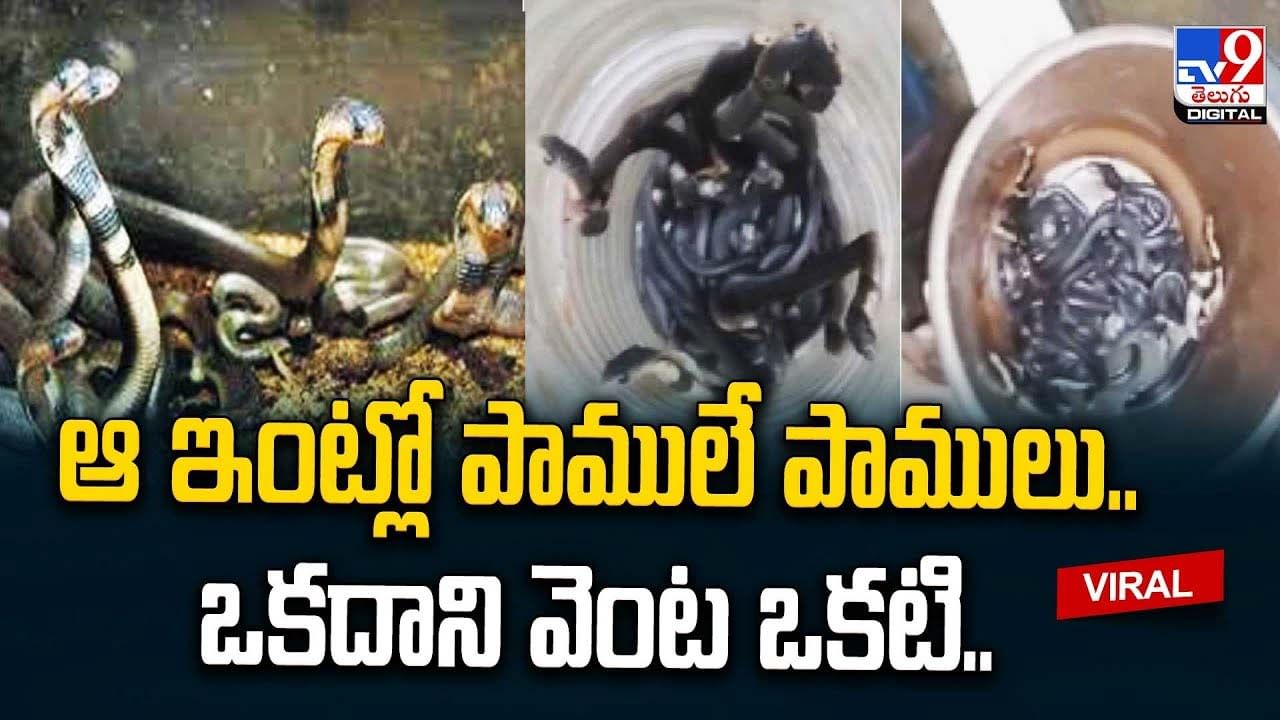 ఆ ఇంట్లో పాములే పాములు.. ఒకదాని వెంట ఒకటి..