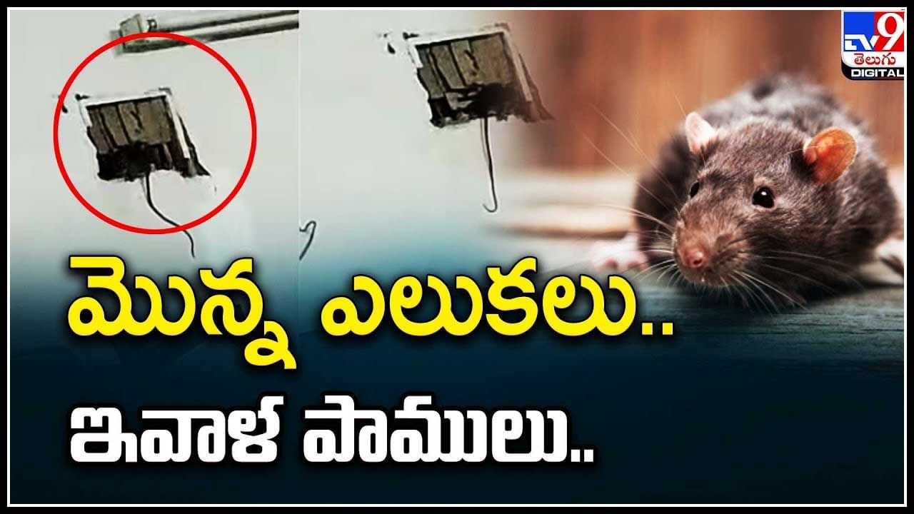 kakatiya university: మొన్న ఎలుకలు..ఇవాళ పాములు.. యూనివర్సిటీలో జంతు సంచారం.