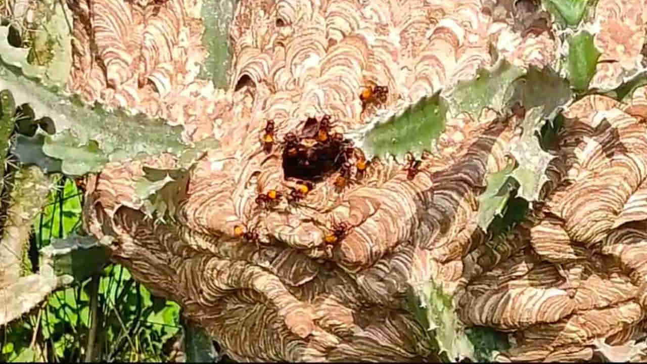 Killer Bees: విషపుటీగలు.. కుడితే రక్తం విరిగి మనిషి చనిపోవటమే.. సముద్రతీరంలో మళ్లీ టెన్షన్