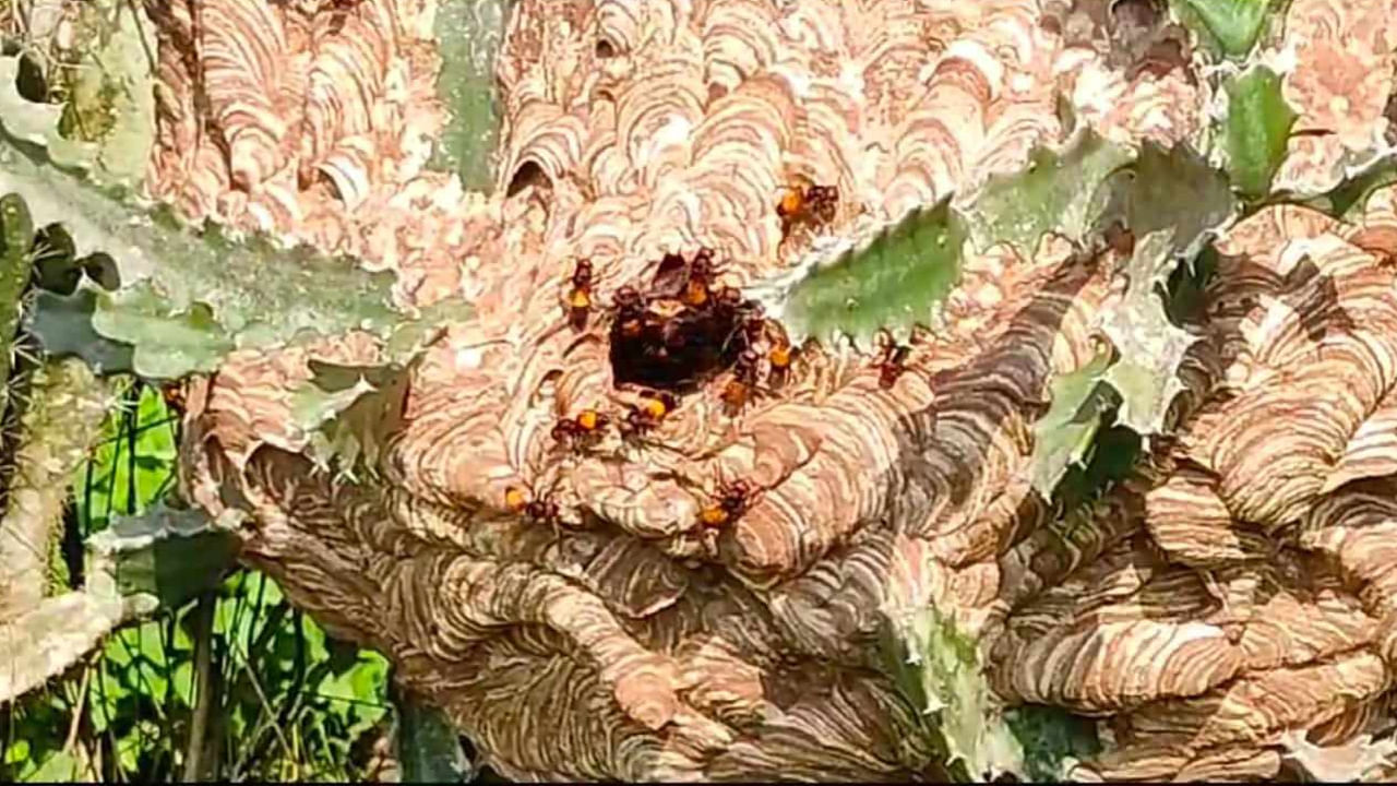 Killer Bees: విషపుటీగలు.. కుడితే రక్తం విరిగి మనిషి చనిపోవటమే.. సముద్రతీరంలో మళ్లీ టెన్షన్