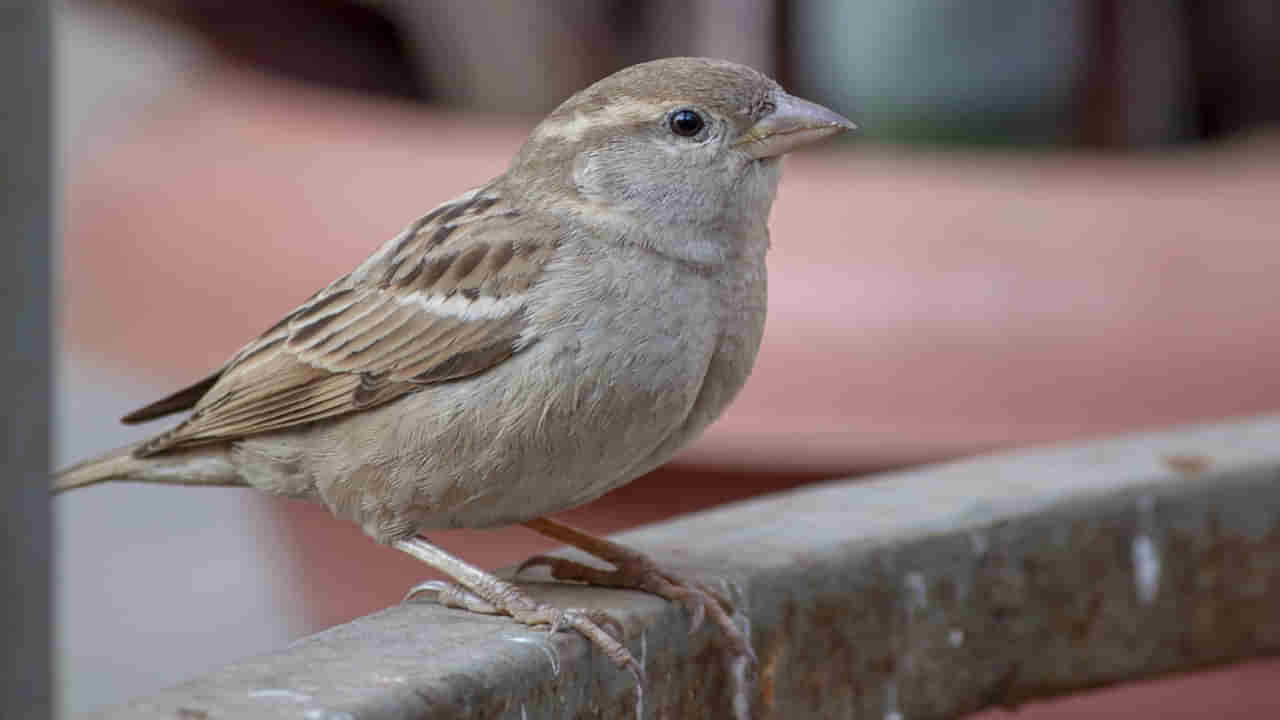 Telangana: ఆ ఇంటి చుట్టూ ఎప్పుడూ పక్షుల గుంపే.. ప్రతిరోజూ తిండి పెడుతున్న దంపతులు