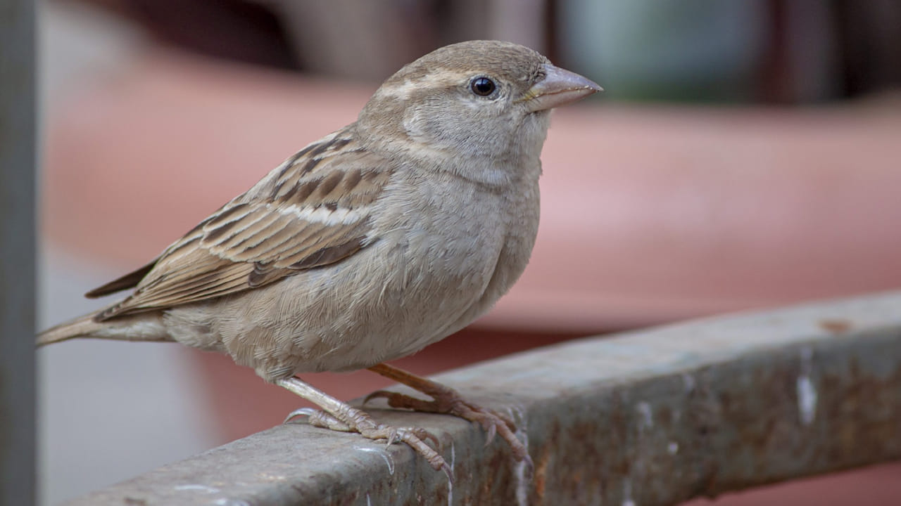 Telangana: ఆ ఇంటి చుట్టూ ఎప్పుడూ పక్షుల గుంపే.. ప్రతిరోజూ తిండి పెడుతున్న దంపతులు