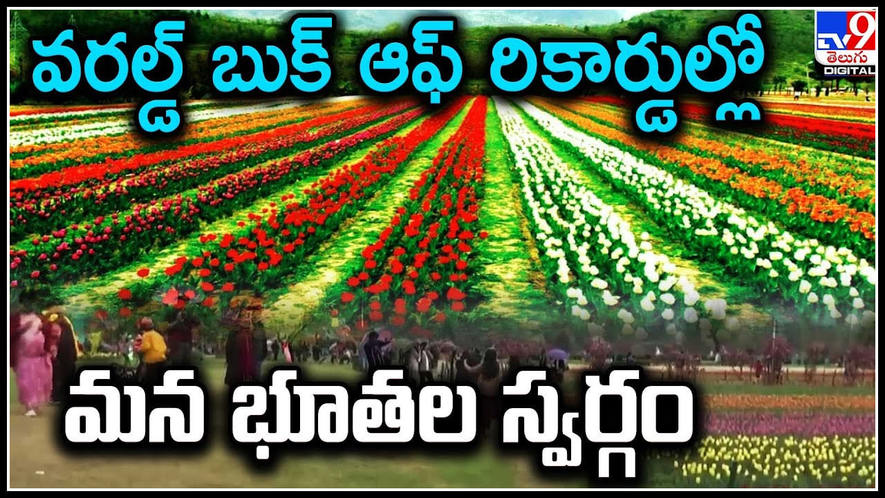 Tulip Garden: వరల్డ్‌ బుక్‌ ఆఫ్‌ రికార్డుల్లో మన భూతల స్వర్గం.. ఆసియాలోనే అతి పెద్ద తులిప్‌ గార్డెన్‌.