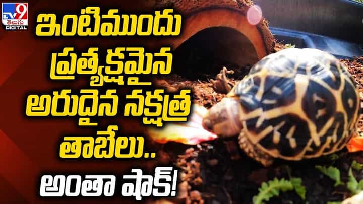 ఇంటిముందు ప్రత్యక్షమైన అరుదైన నక్షత్ర తాబేలు.. అంతా షాక్! ఇంటిముందు ప్రత్యక్షమైన అరుదైన నక్షత్ర తాబేలు.. అంతా షాక్!
