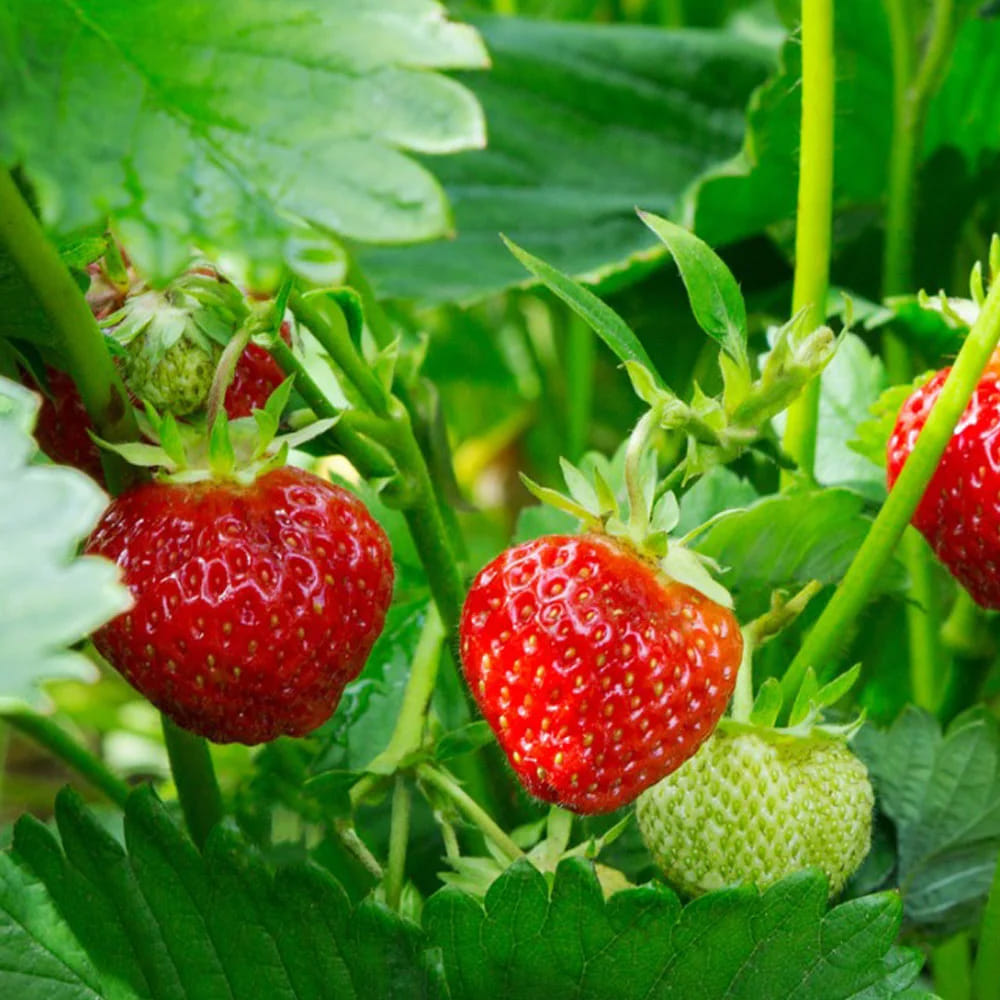 స్ట్రాబెర్రీలు: స్ట్రాబెర్రీలు చాలా ఆరోగ్యకరమైనవి. నారింజలో కంటే ఎక్కువ విటమిన్ సి ఇందులో ఉంది. దాంతోపాటు ఫైబర్ కూడా పుష్కలంగా ఉంటుంది. ఫ్రీరాడికల్స్ డ్యామేజీ నుంచి రక్షించే యాంటీఆక్సిడెంట్లు ఇందులో ఉన్నాయి. ఇది చర్మాన్ని తాజాగా ఉంచుతుంది. శరీరంలో వేడిని కంట్రోల్ చేస్తుంది.