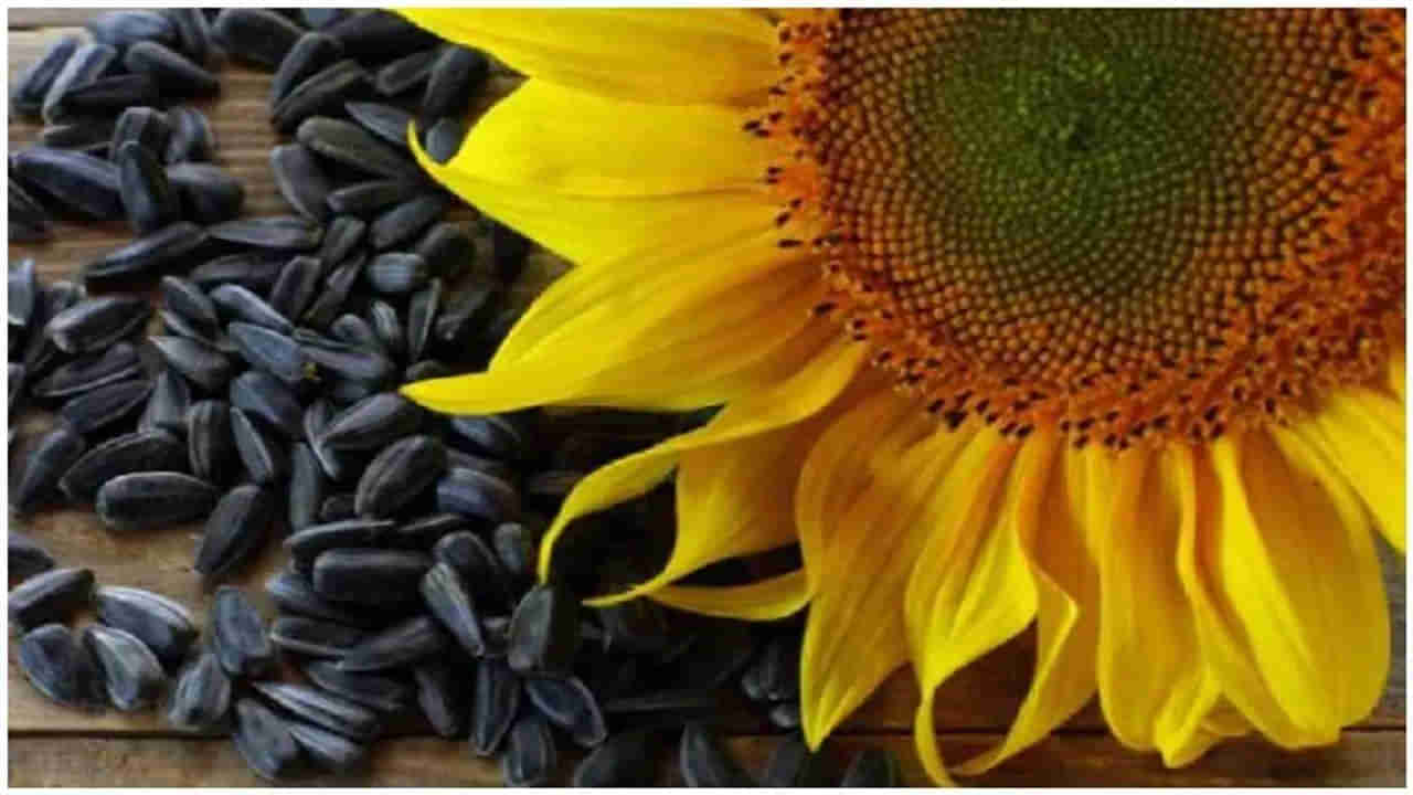 Sunflower Seeds Benefits: రోజూ గుప్పెడు పొద్దుతిరుగుడు విత్తనాలు తింటే ఎన్ని పోషకాలో!!