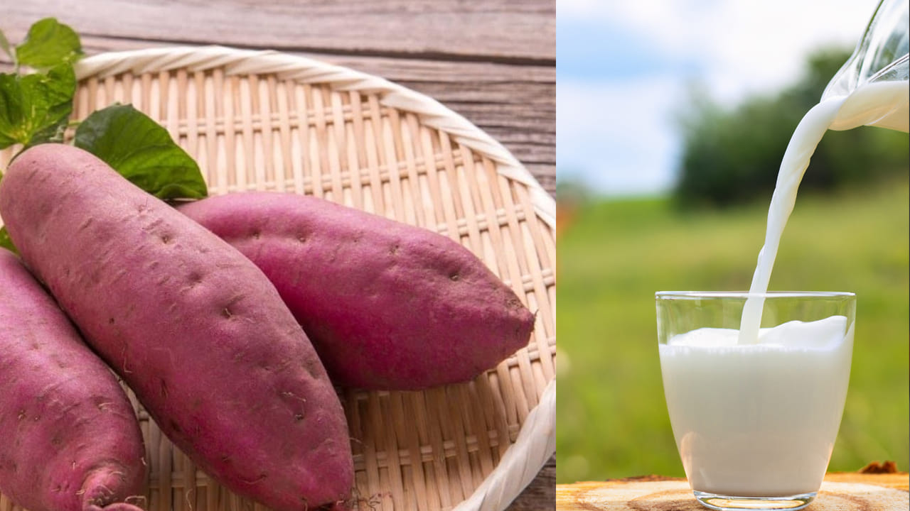 మీరు మీ ఆహారం నుండి స్వచ్ఛమైన చక్కెరను తొలగించాలనుకుంటే లేదా మీ పాల కోసం ఆరోగ్యకరమైన చక్కెరల కోసం చూస్తున్నట్లయితే, మీరు చిలగడదుంపలను ఉపయోగించాలి. ఈ పాలు సాధారణ పాల కంటే కొంచెం ఉప్పగా ఉంటాయి.