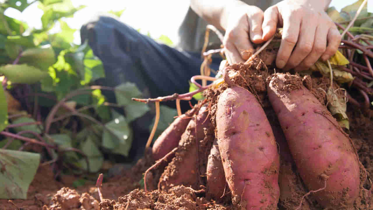 Sweet Potatoes Benefits: చిలగడ దుంపలు తింటే నొప్పులు పెరుగుతాయా? తగ్గుతాయా?