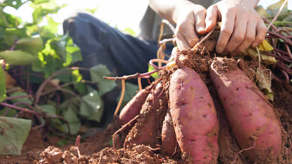 Sweet Potatoes Benefits: చిలగడ దుంపలు తింటే నొప్పులు పెరుగుతాయా? తగ్గుతాయా?
