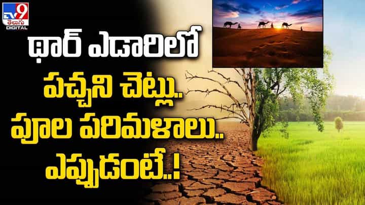థార్ ఎడారిలో పచ్చని చెట్లు .. పూల పరిమళాలు.. ఎప్పుడంటే ?? థార్ ఎడారిలో పచ్చని చెట్లు .. పూల పరిమళాలు.. ఎప్పుడంటే ??