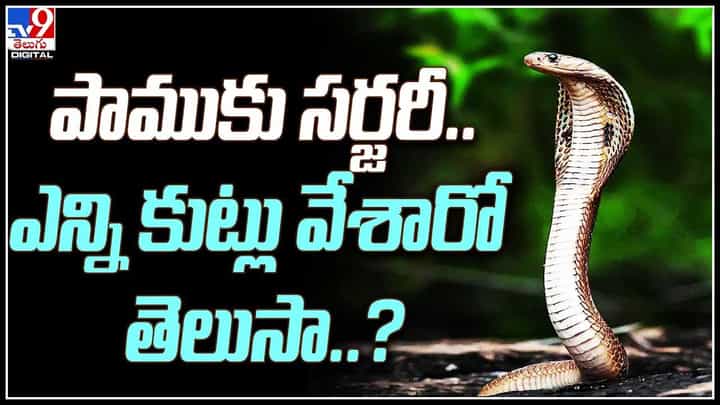 Surgery to Snake: పాముకు సర్జరీ.. ఎన్ని కుట్లు వేశారో తెలుసా..? వీడియో వైరల్.. Surgery to Snake: పాముకు సర్జరీ.. ఎన్ని కుట్లు వేశారో తెలుసా..? వీడియో వైరల్..