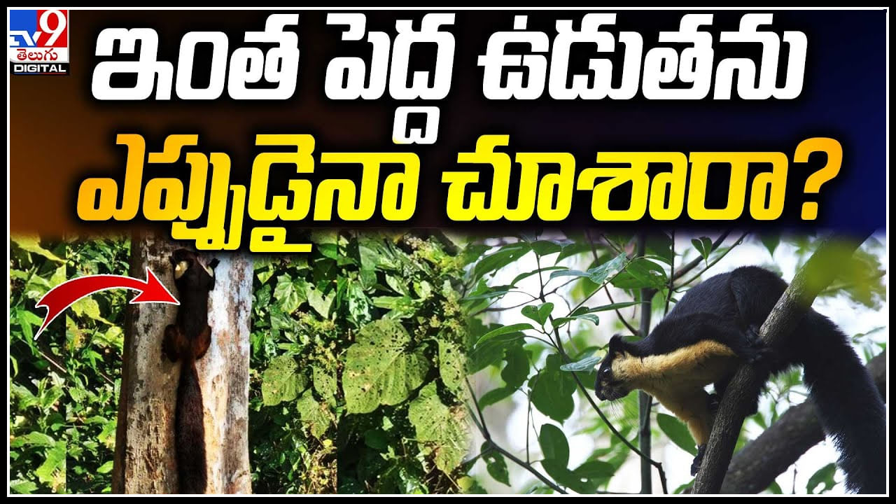 Longest Squirrel: ఇంత పెద్ద ఉడుతను ఎప్పుడైనా చూశారా.? ప్రపంచంలోనే పొడవైన ఉడుత..