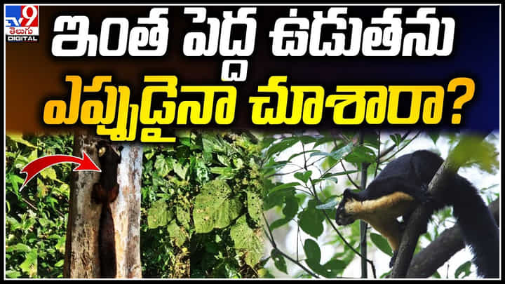 Longest Squirrel: ఇంత పెద్ద ఉడుతను ఎప్పుడైనా చూశారా.? ప్రపంచంలోనే పొడవైన ఉడుత.. Longest Squirrel: ఇంత పెద్ద ఉడుతను ఎప్పుడైనా చూశారా.? ప్రపంచంలోనే పొడవైన ఉడుత..