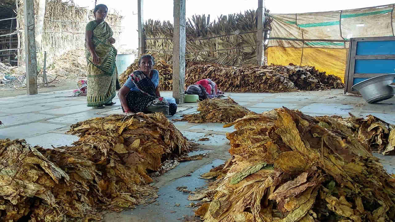 టమాటా రైతును మించిన జాక్ పాట్ కొట్టిన రైతులు.. రికార్డు స్థాయిలో ఈ పంటకు మార్కెట్ ధర