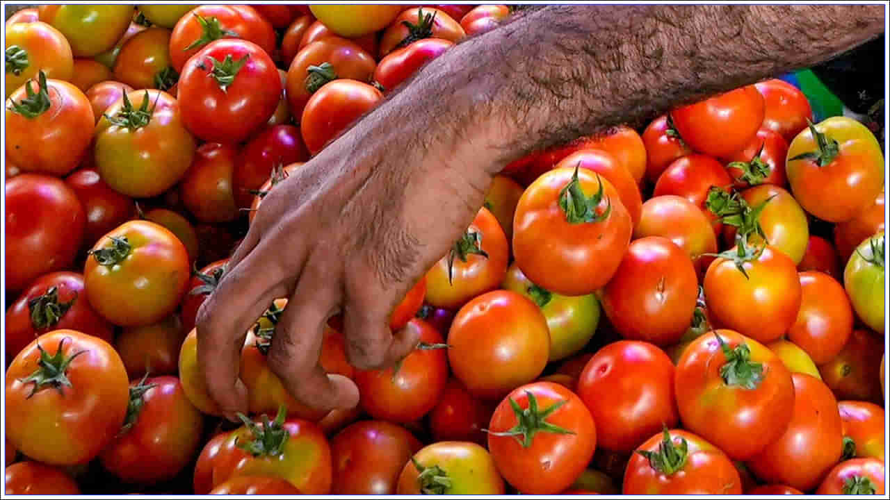 Tomato Price: పత్తికొండలో టమోటా ధర భారీగా పతనం.. కిలో 50పైసలు.. కన్నీరు పెడుతున్న అన్నదాత