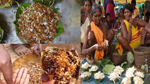 World Tribal Day 2023: చీమల చట్నీ, ఎండు గోంగూర.. వారికి చాలా స్పెషల్! లొట్టలేసుకుంటూ ఆరగిస్తారు..