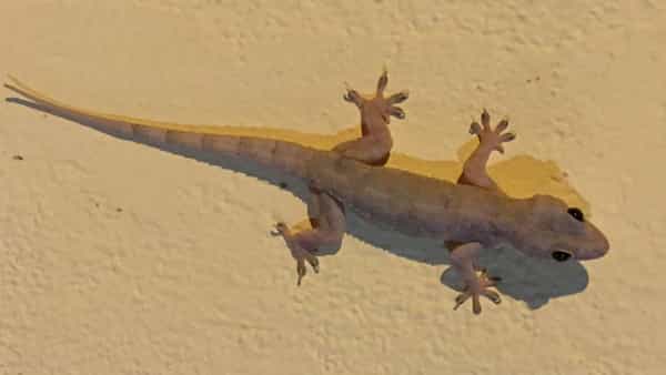 Trouble with lizards: బల్లుల బెడదా? ఇంట్లోనే ఈ స్ప్రే లు ఇలా చేయండి.. దెబ్బకు పోతాయ్!!