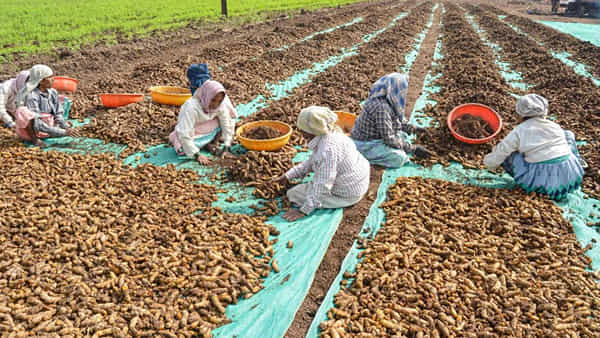 Telangana: నిజామాబాద్ రైతుల షాకింగ్ నిర్ణయం.. పసుపు సాగుపై విరక్తి.. క్రాప్ హలీడే ప్రకటించాలని డిసైడ్..