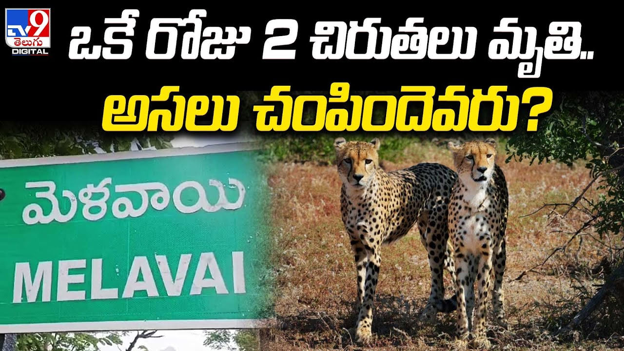 Leopards Death: ఒకే రోజు 2 చిరుతలు మృతి.. అసలు చంపిందెవరు..? వీడియో..