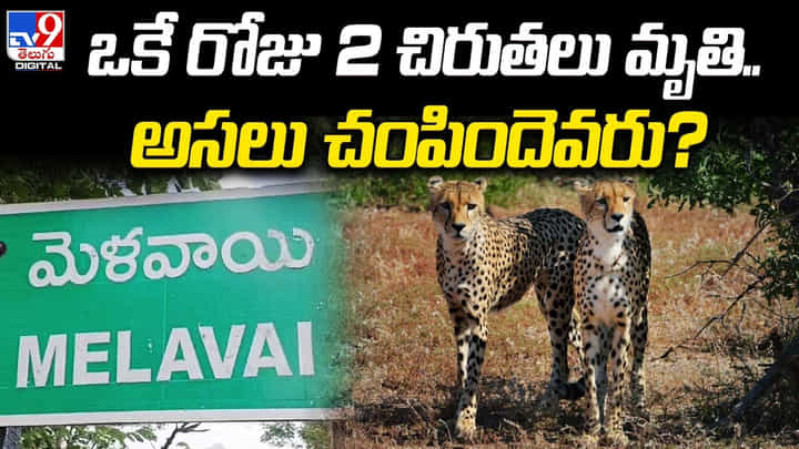 Leopards Death: ఒకే రోజు 2 చిరుతలు మృతి.. అసలు చంపిందెవరు..? వీడియో.. Leopards Death: ఒకే రోజు 2 చిరుతలు మృతి.. అసలు చంపిందెవరు..? వీడియో..