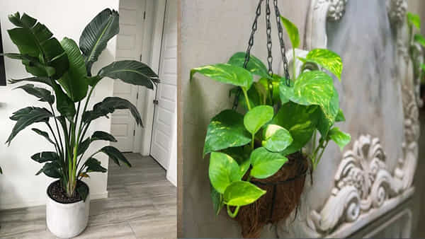 Plants For North Direction Vastu Tips: ఆర్థిక పరిస్థితి క్షీణిస్తుందా? శుభం కలగాలంటే ఈ చెట్లలో ఒకదానిని ఉత్తరం వైపు ఉంచండి