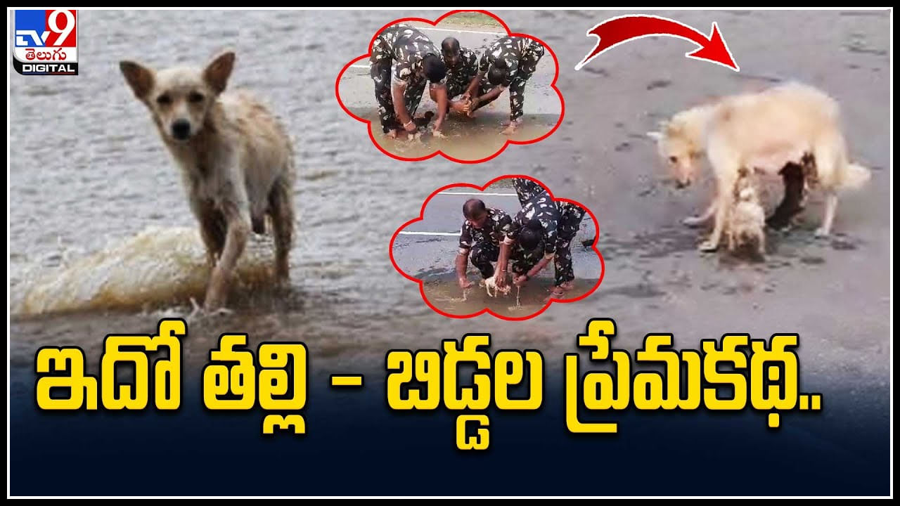 Viral Video: ఇదో తల్లి- బిడ్డల ప్రేమకథ. తల్లి కుక్క ఆవేదన.. నా పిల్లలను కాపాడయ్యా..!