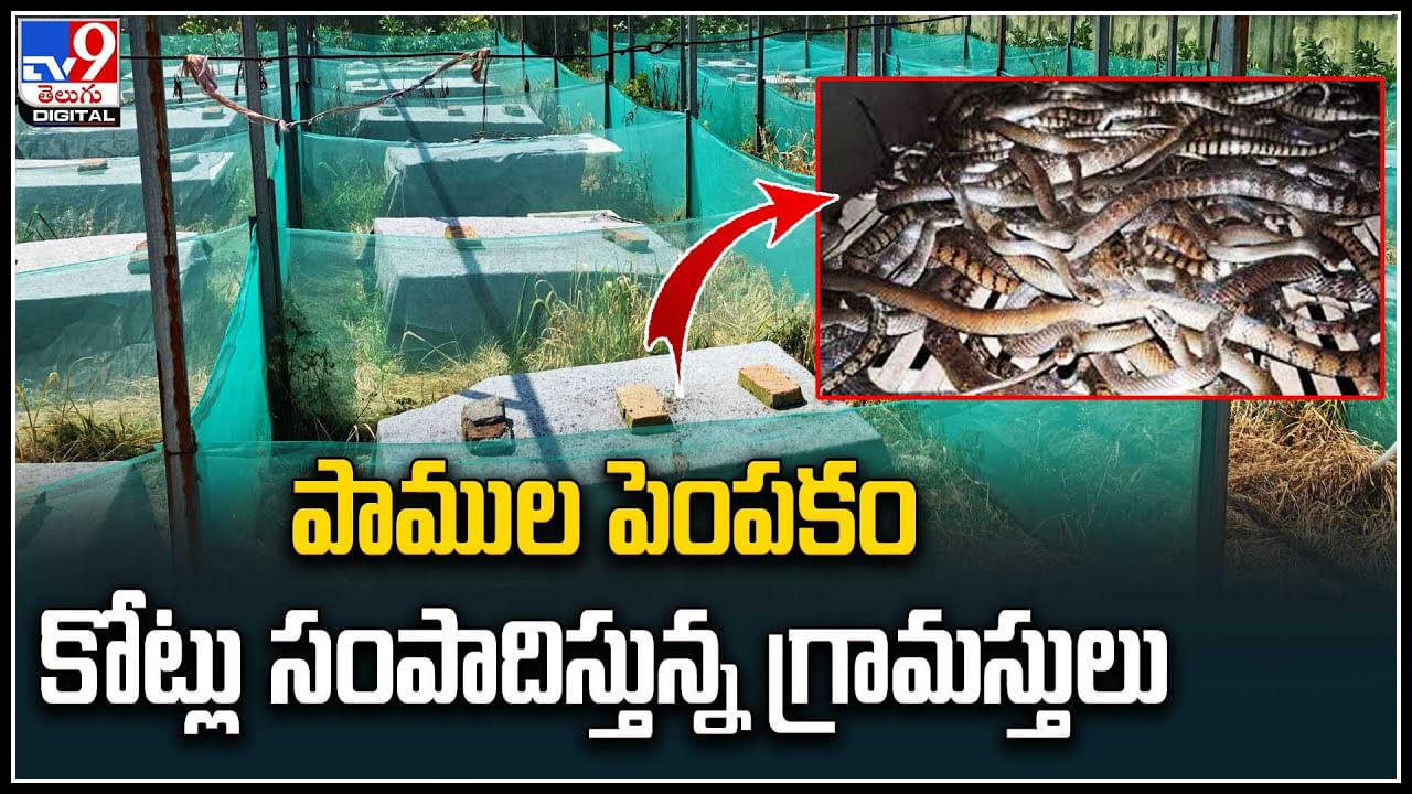 Snakes Raising: పాముల పెంపకంతో కోట్లు సంపాదిస్తున్న గ్రామస్తులు.. వీడియో వైరల్.