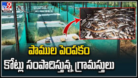 Snakes Raising: పాముల పెంపకంతో కోట్లు సంపాదిస్తున్న గ్రామస్తులు.. వీడియో వైరల్. Snakes Raising: పాముల పెంపకంతో కోట్లు సంపాదిస్తున్న గ్రామస్తులు.. వీడియో వైరల్.