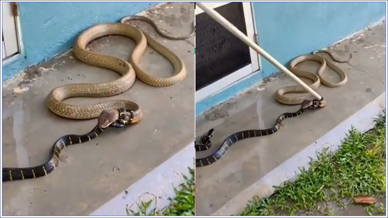 Viral Video: రెండు పాముల మధ్య పోరు.. తన తోకతో మెడను చుట్టేసి ఉక్కిరిబిక్కిరి చేసిన మరో పాము.. వీడియో వైరల్