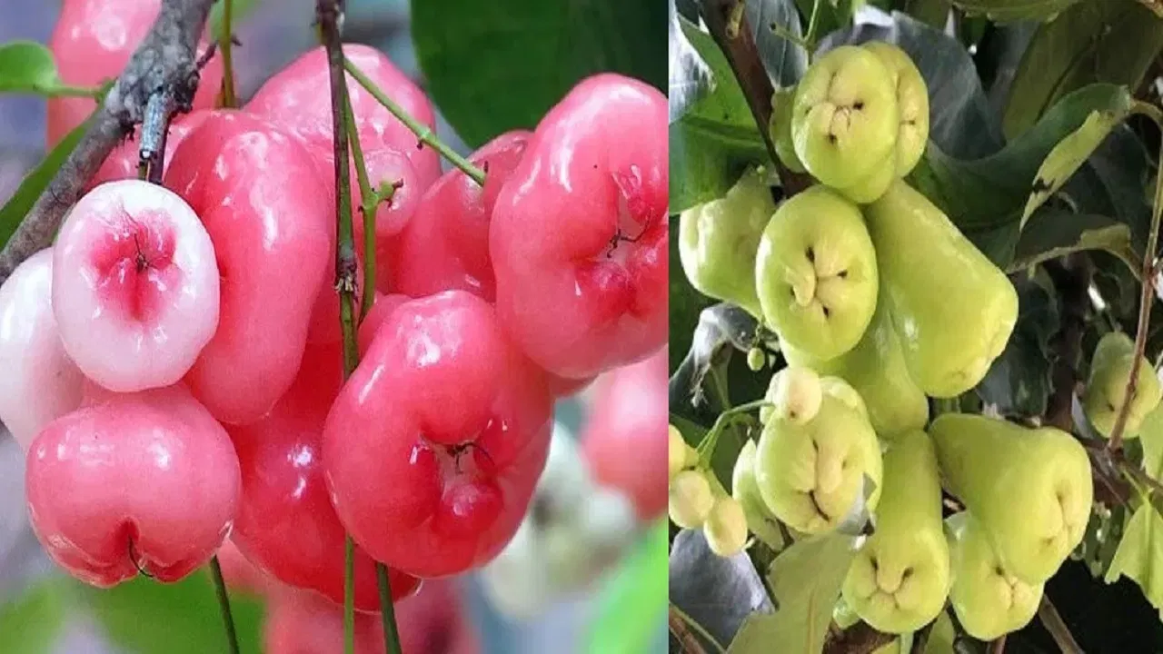 Benefits of Water Apple వాటర్ యాపిల్ వల్ల కలిగే ప్రయోజనాలు తెలిస్తే