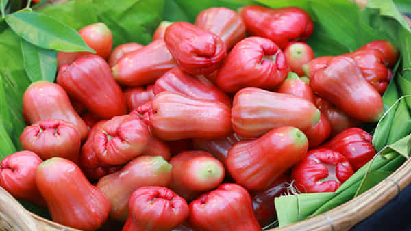 Water Apple: వాటర్ యాపిల్ గురించి మీకు తెలియని ఆరోగ్య రహస్యాలు..! ఇకపై అస్సలు విడిచి పెట్టరు..