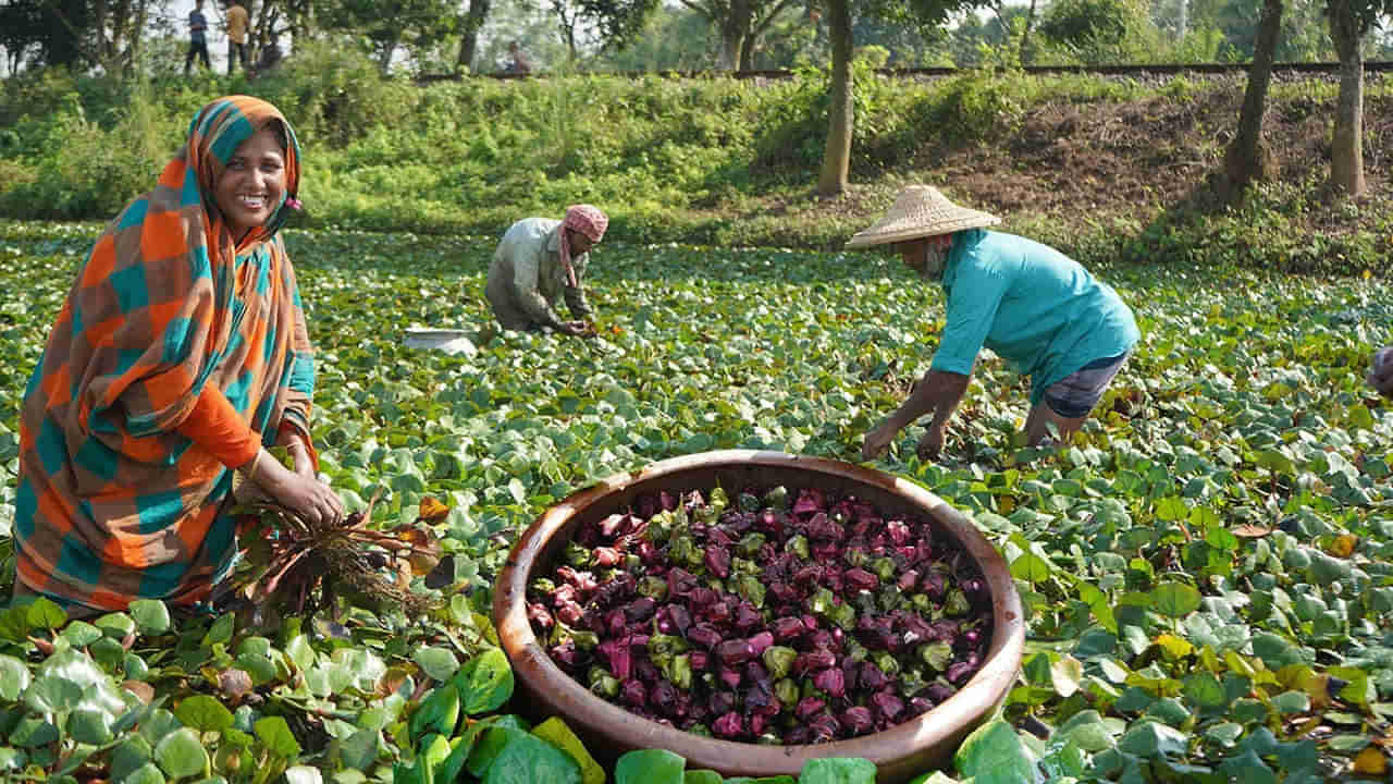 Cultivation Tips: బంగాళదుంపలు, ఉల్లిపాయలు, టమోటాలు వదిలి.. బురదనీటి సాగుతో లక్షలు సంపాదించాడు..