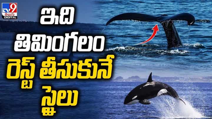 ఇది తిమింగలం రెస్ట్ తీసుకునే స్టైలు !! పోజు చూసి షాకైన ప్రకృతి ప్రేమికుడు ఇది తిమింగలం రెస్ట్ తీసుకునే స్టైలు !! పోజు చూసి షాకైన ప్రకృతి ప్రేమికుడు