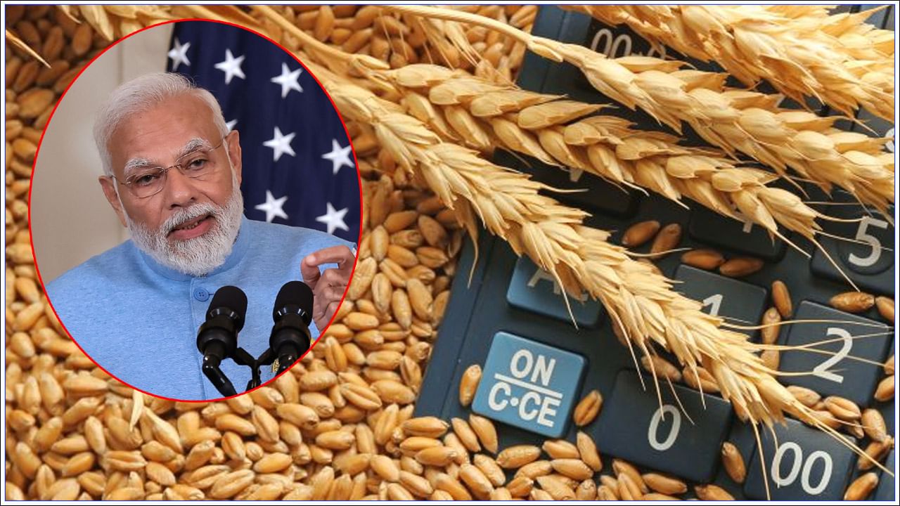 Wheat Price: సామాన్యులకు మరో శుభవార్త చెప్పిన మోడీ సర్కార్.. దీపావళి లోపు మరింత చౌకగా