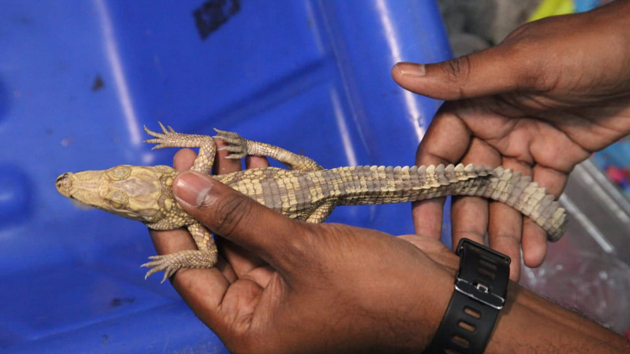ముందుగా ఎవరికీ అనుమానం రాకుండా అనుకున్నట్లుగా ఓ బాక్సులో వన్యప్రాణులను బాక్సుల్లో పార్శిల్ చేశాడు. ఆ తర్వాత వాటిని తీసుకుని.. ఫ్లైట్ ఎక్కి బెంగళూరుకు వచ్చాడు. అతనిపై అనుమానం వచ్చి బెంగళూరు కస్టమ్స్ అధికారులు.. ఆపి ప్రశ్నించగా.. పొంతన లేని సమాధానం చెప్పాడు. దీంతో కస్టమ్స్ అధికారులు అతన్ని అదుపులోకి తీసుకుని తమదైన స్టైల్లో విచారించగా అసలు నిజం వెలుగులోకి చ్చింది.