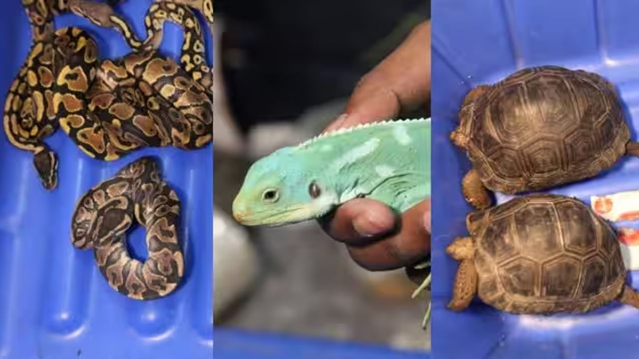 అక్రమ రవాణాకు చెక్ పెట్టేందుకు ఎన్ని చర్యలు తీసుకుంటున్నప్పటికీ.. అక్రమార్కులు రెచ్చిపోతూనే ఉన్నారు. విదేశాల నుంచి స్వదేశానికి ఎలాంటి అనుమతులు లేకుండా బంగారం, డ్రగ్స్, వన్యప్రాణుల అక్రమ రవాణాకు పాల్పడుతూనే ఉన్నారు. అలాంటి వారికి కస్టమ్స్ అధికారులు దిమ్మతిరిగేలా షాకిస్తున్నారు. తాజాగా.. బెంగళూరు ఎయిర్ పోర్టులో షాకింగ్ సీన్ వెలుగు చూసింది. బ్యాంకాక్ నుంచి వచ్చిన ఓ ప్రయాణికుడు వందలాది అరుదైన వన్యప్రాణులతో భారత దేశానికి వచ్చాడు.