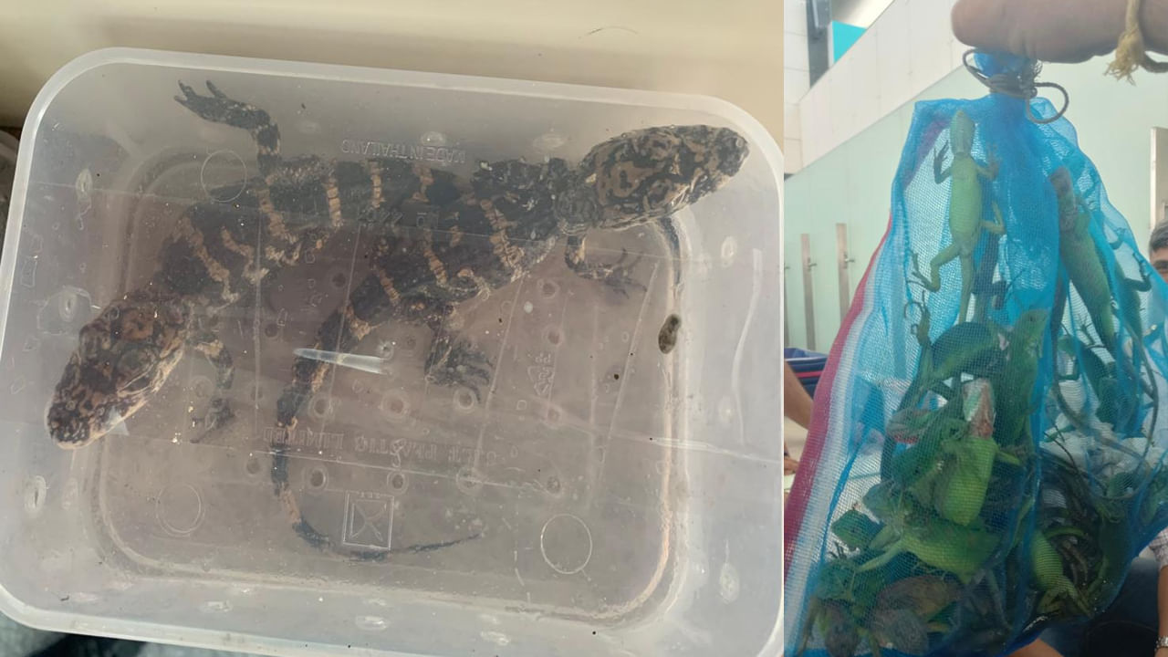 బెంగళూరు ఎయిర్ పోర్టులో గ్రీన్‌ ఛానెల్‌ నుంచి బయటకు వచ్చేందుకు ప్రయాణికుడు ప్రయత్నించడంతో అనుమానం వచ్చి అతన్ని ఆపినట్లు అధికారులు తెలిపారు.. అతని దగ్గరున్న ట్రాలీలు ఓపెన్‌ చేస్తే అందులో ఇవన్నీ కనిపించాయని.. కొండచిలువలు, ఊసరవెల్లులు, వివిధ రకాల పాములు, పిల్లులు అన్నింటినీ స్వాధీనం చేసుకున్నామని అధికారులు వివరించారు.