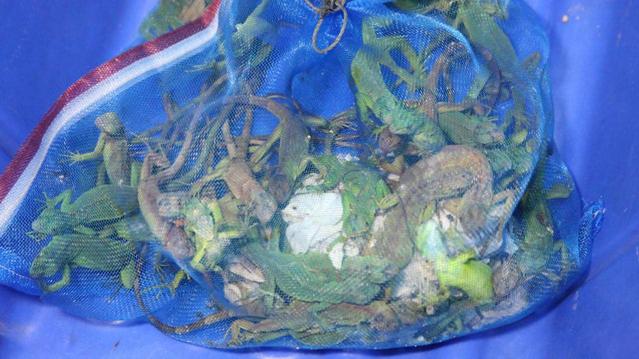 నిందితుడిపై కేసు నమోదు చేసిన అధికారులు.. విమానంలోకి వాటిని ఎలా అనుమతించారో గుర్తించే పనిలో ఉన్నారు. ఈ మేరకు బ్యాంకాక్ విమానాశ్రయ అధికారులతో కూడా సంప్రదింపులు జరుపుతున్నారు. ఈ స్మగ్లింగ్ వెనుక ఎవరో హస్తం ఉండి ఉంటుందని అధికారులు పేర్కొంటున్నారు. ఆ దిశగా విచారణ జరుపుతున్నారు.