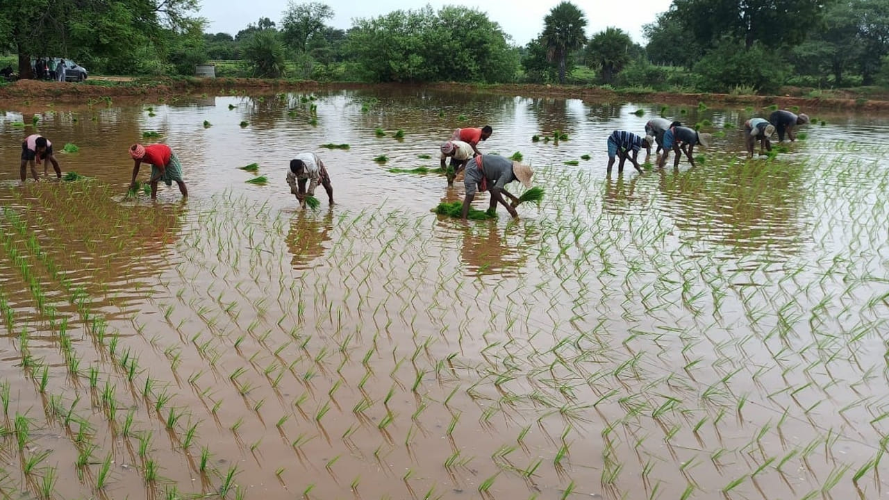Telangana: ఉపాధికి దారి చూపుతున్న వరినాట్ల పనులు.. పొరుగు రాష్ట్రాల నుంచి వస్తున్న కూలీలు