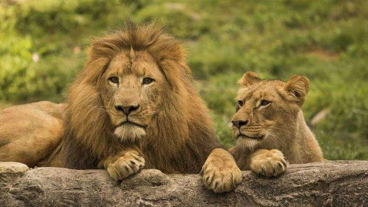 ప్రతి సంవత్సరం ఆగస్టు 10న సింహ దినోత్సవం జరుపుకుంటారు. భారతదేశంలో సింహాలకు నివాసాలుగా అనేక రిజర్వ్ పార్కులు ఉన్నాయి. ప్రసిద్ధి గాంచిన ఈ రిజర్వ్ పార్కులు ఏమిటంటే,.. 