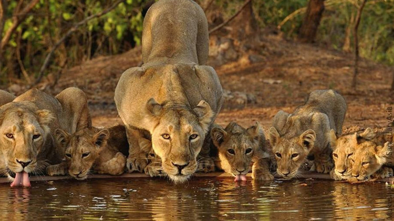 గిర్ నేషనల్ పార్క్: ఆసియాటిక్ సింహాలు వాటి సహజ ఆవాసాలతో నివసించే భారతదేశంలోని ఏకైక జాతీయ పార్కు ఇది. గిర్‌లో సఫారీ రైడ్‌లో సింహాలను చూడటం విభిన్నమైన సరదా. వెరావల్, జునాగఢ్ రైల్వే స్టేషన్లు ఈ పార్కుకు సమీపంలో ఉన్నాయి. రైలు దిగిన తర్వాత, మీరు క్యాబ్ లేదా బస్సు ద్వారా ఇక్కడికి చేరుకోవచ్చు.