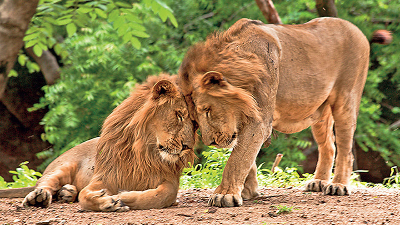 కునో నేషనల్ పార్క్: ఇటీవల ప్రధాని మోడీ నైజీరియాకు చెందిన చిరుతలను ఈ పార్క్ లో ప్రవేశ పెట్టడంతో ఈ పార్క్ ప్రజలకు చేరువైంది. మధ్యప్రదేశ్‌కు చెందిన కునో జాతీయ పార్క్ ప్రకృతి అందాలకు నెలవు. అంతేకాదు ఈ ప్రదేశం భారతదేశంలోని ఆసియాటిక్ సింహాలకు రెండవ అతిపెద్ద నివాసంగా పరిగణించబడుతుంది. అడవి రాజులైన సింహాలు ఈ పార్క్ లో అత్యధిక విస్తీర్ణంలో విస్తరించి జీవిస్తున్నాయి. 
