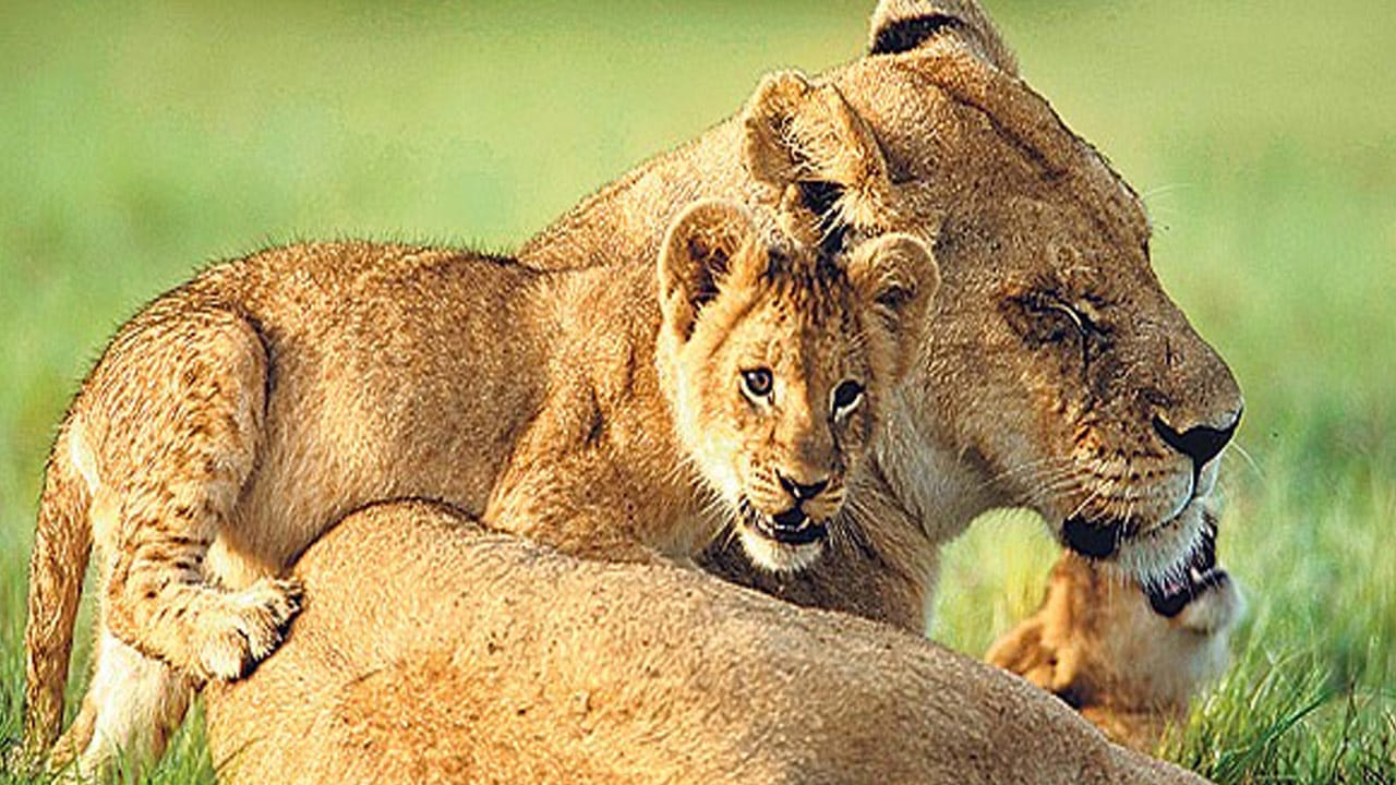 
చంద్ర ప్రభ వన్యప్రాణుల అభయారణ్యం: వారణాసికి ఆనుకుని ఉన్న ఈ పార్క్ సింహాలకు కూడా ప్రసిద్ధి. వారణాసికి కేవలం 65 కి.మీ దూరంలో ఉన్న ఈ పార్కు పర్యాటకులను ఆకర్షిస్తుంది. అంతేకాదు ఇక్కడ సింహాలను చూసేందుకు సుదూర ప్రాంతాల నుంచి ప్రజలు వస్తుంటారు. దీనిని కాశీలో భాగం అని కూడా అంటారు